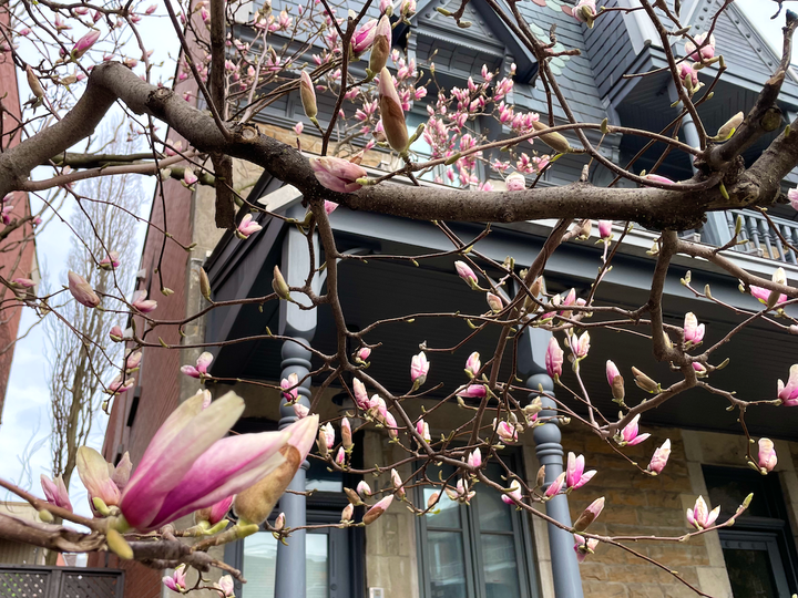 Pink magnolia blooms before an old wooden rowhouse.