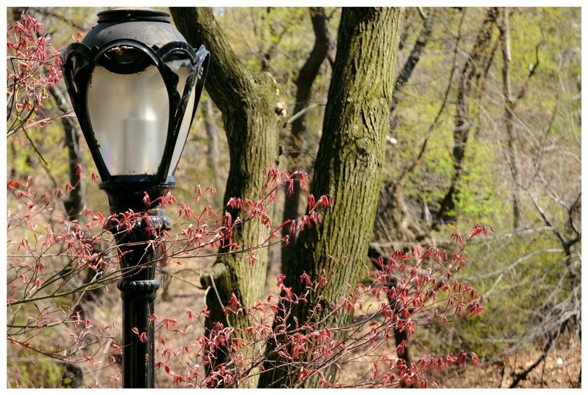 A picture by Gersande La Flèche of a lamp post in Central Park, NYC.