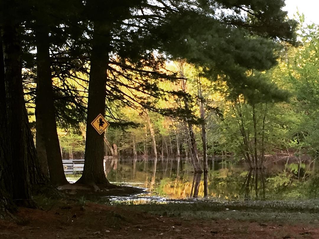 A photo by the author of a pine tree standing by the flooded Bonnechere river. On the pine tree is attached a yellow road sign, but with a fairy on it.