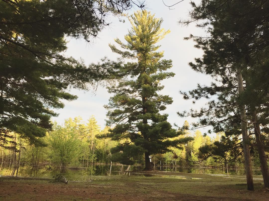 A photo by the author of a pine tree standing in the middle of the flooded Bonnechere river.