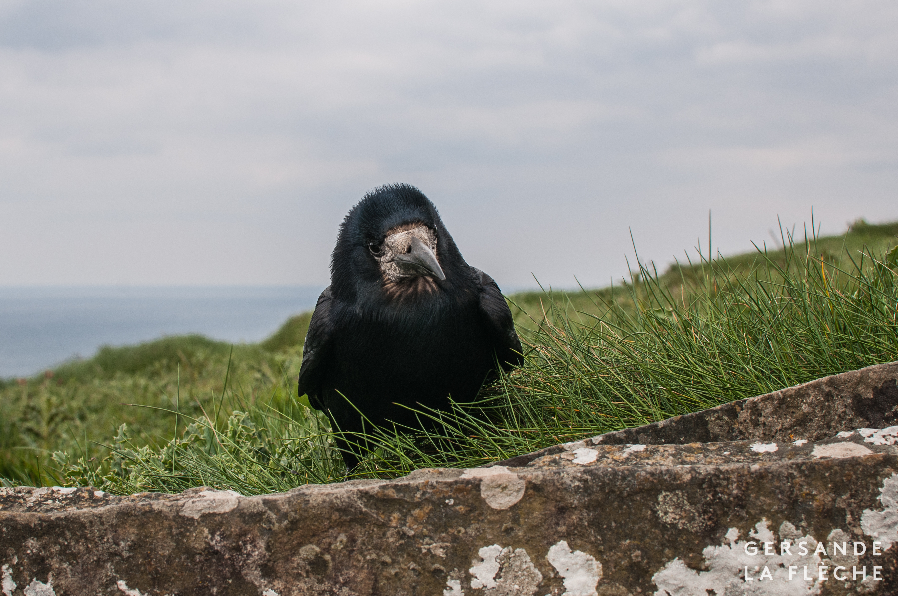 A photograph taken by the author of a crow looking straight at the camera, its head tilted slightly to the side.