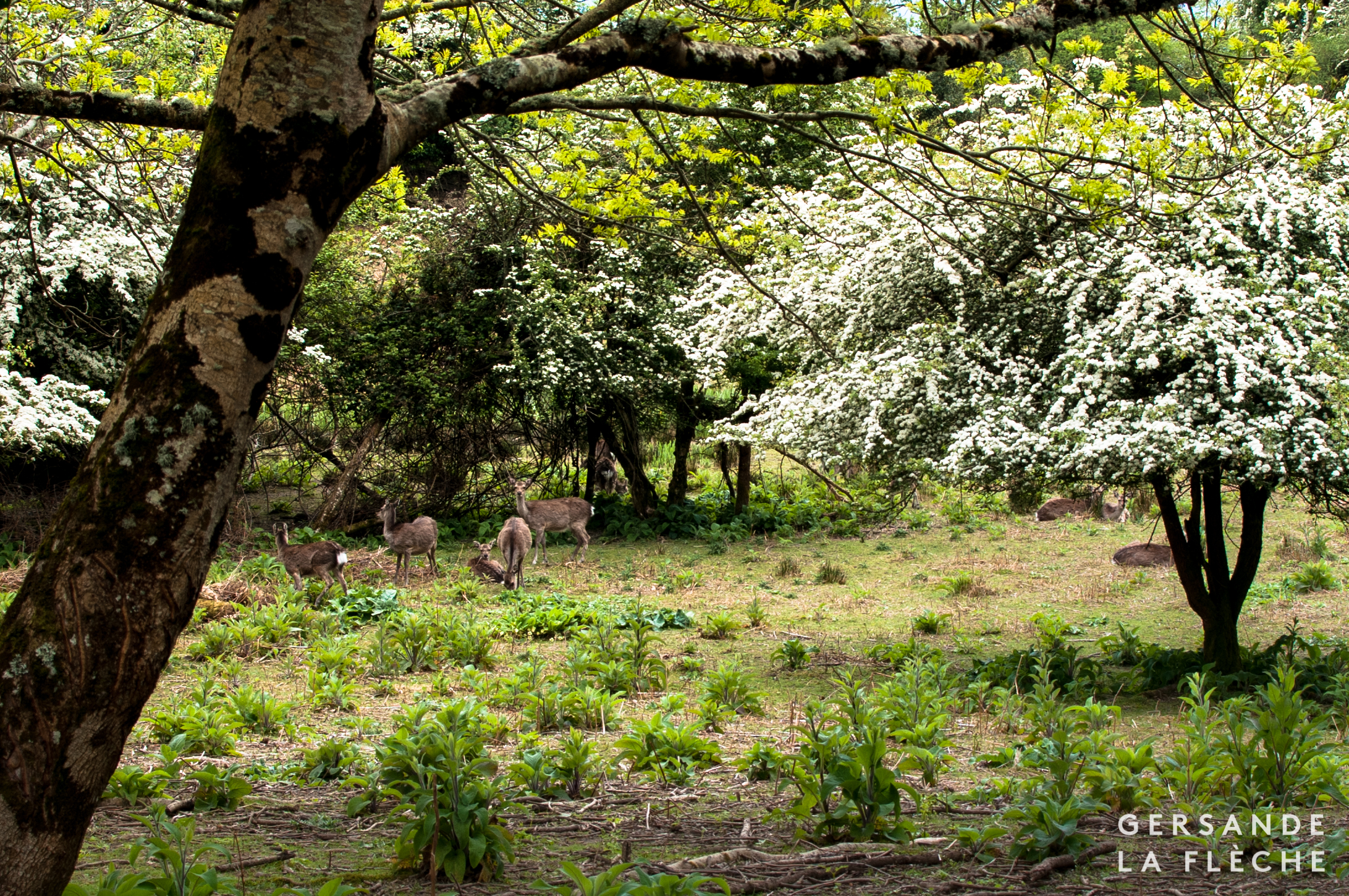 Photograph by the author of a herd of deer on Innisfallen Isle in Lough Leane.