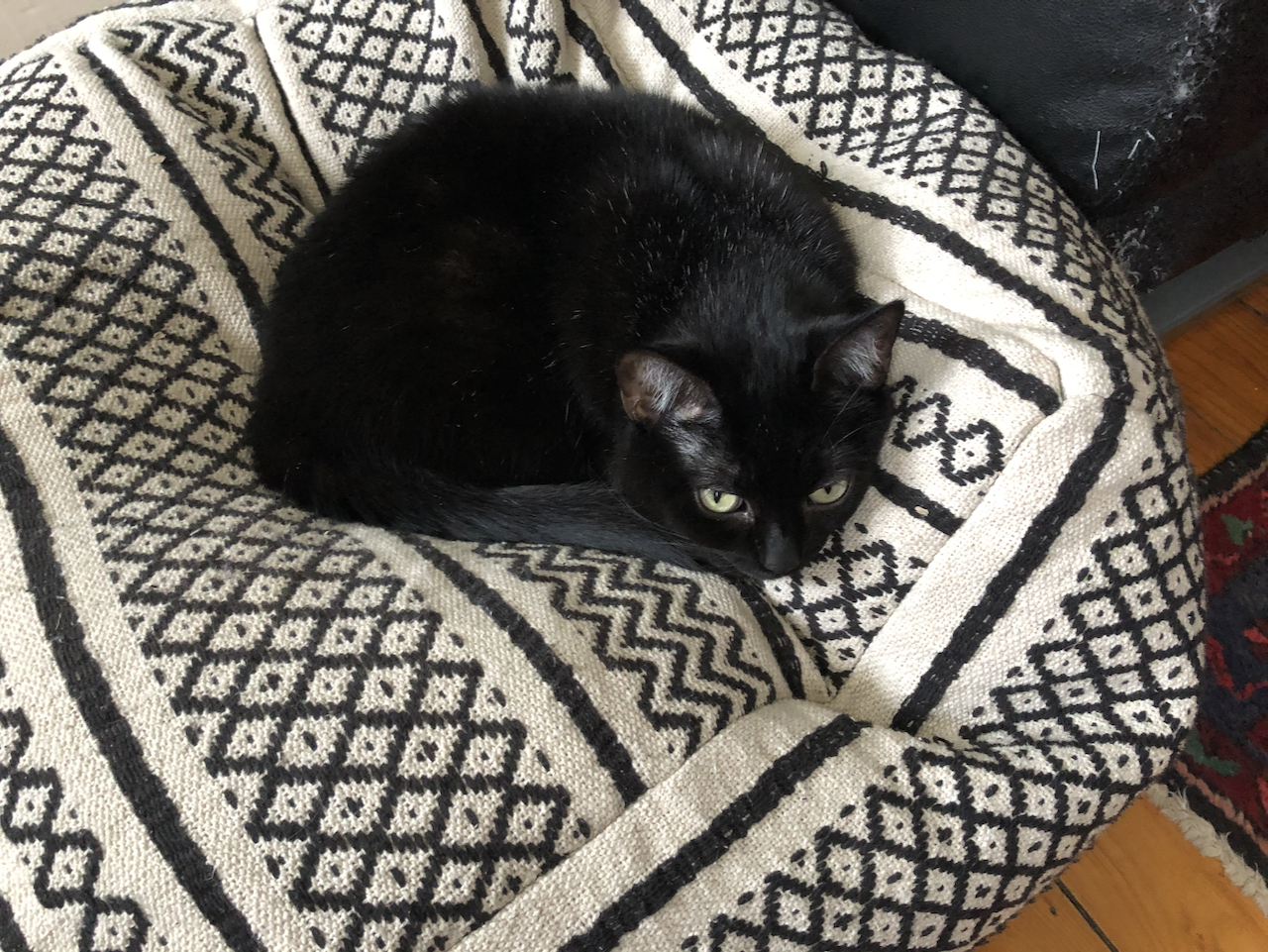 Here is a photo of my cat Luna on her poof-throne.