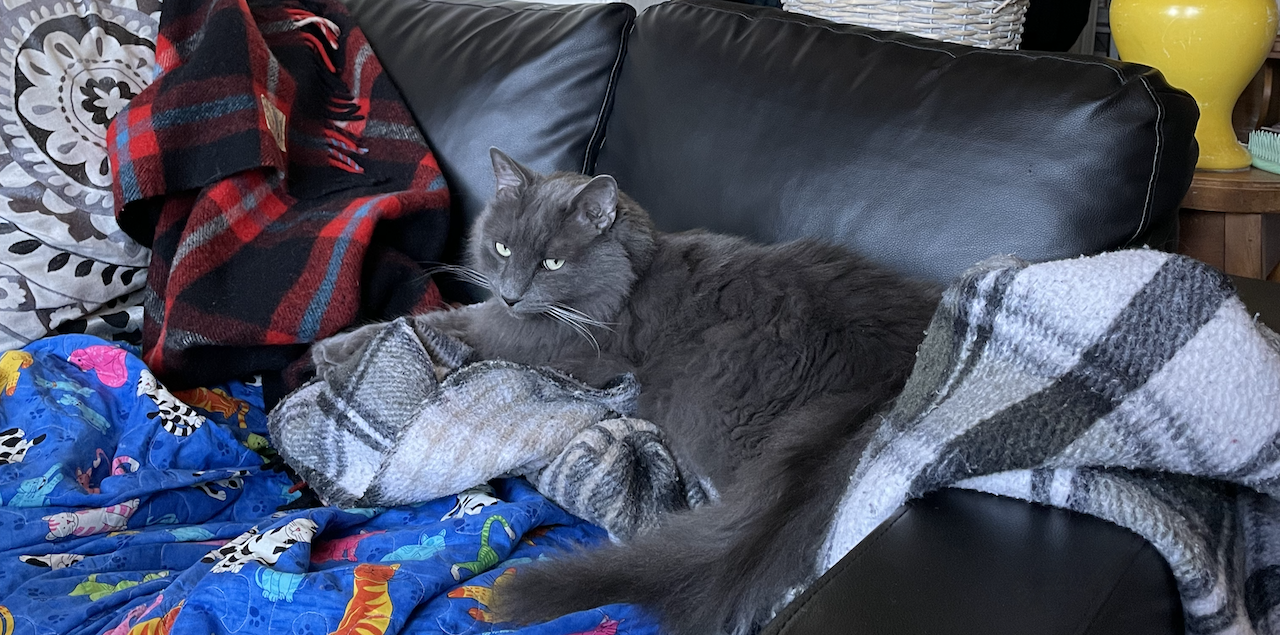 A photo of my cat ben luxuriating on a pile of wool blankets on my sofa.