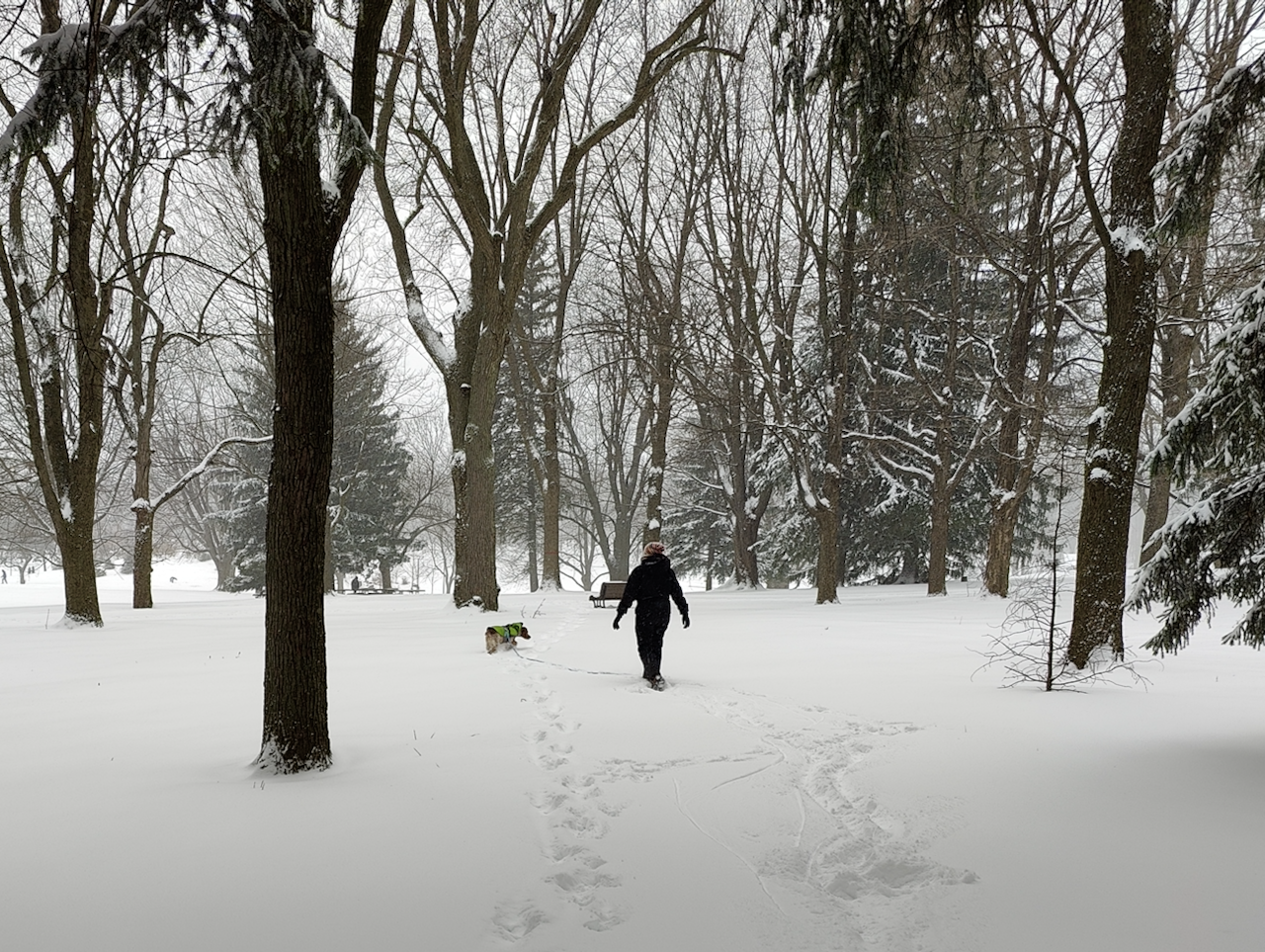 Une photo prise de dos, de Gersande et Pippin marchant dans la neige profonde à travers une clairière boisée du Mont-Royal.