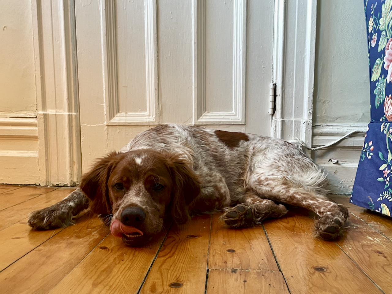 A 6 month old Brittany dog falling asleep on a wooden floor, licking his nose.