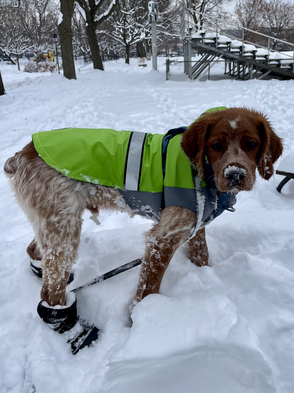 A brittany spaniel puppy wearing a green coat and standing in ankle-deep snow.