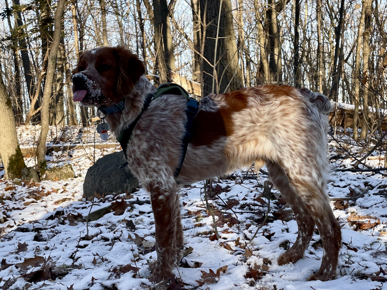 5 month old Brittany spaniel looks into the camera, snout covered in nose, and tongue sticking out.