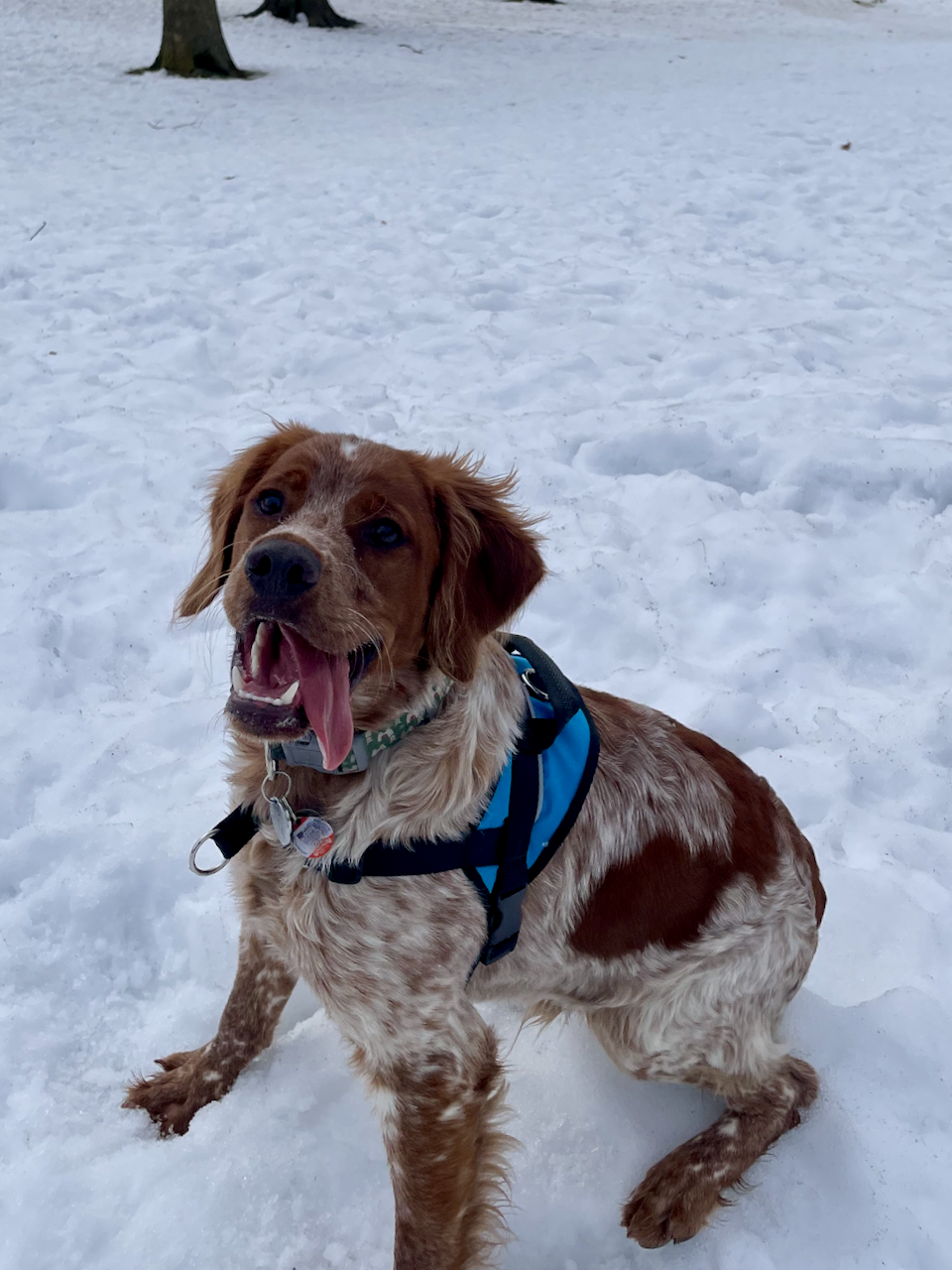 A red and white Brittany dog puppy offers a big smile into the camera, tongue sticking out the side of his mouth.