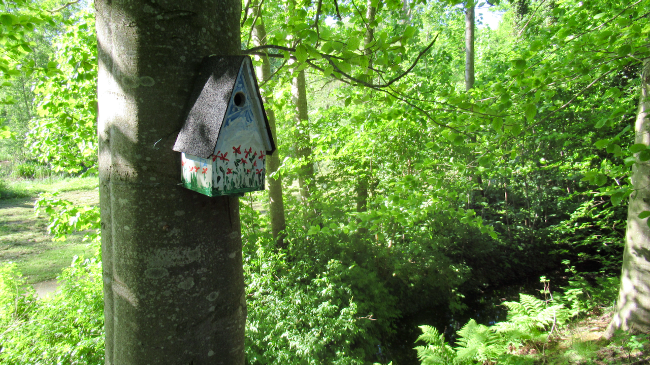 A delicately painted birdhouse on a beech tree in the woods.