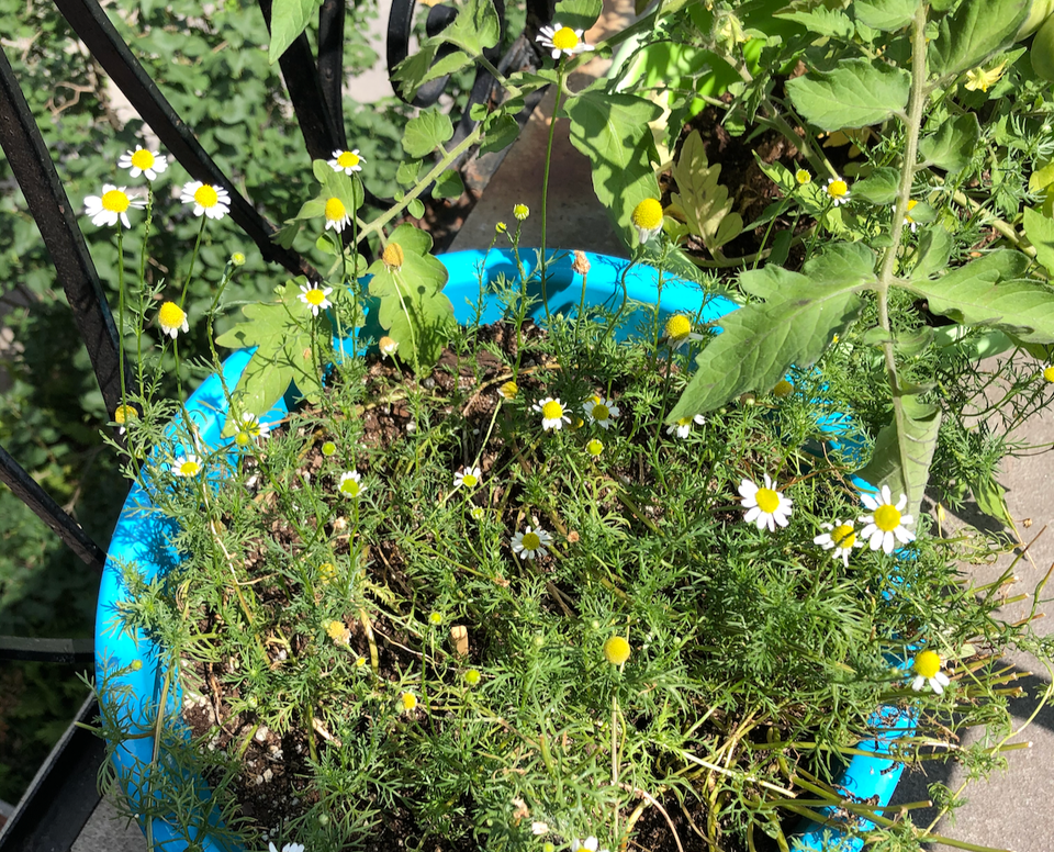A photo of a balcony flower pot full of chamomile.