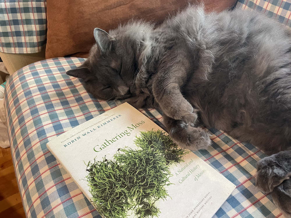 On a sofa, my soft grey cat is fast asleep next to my copy of Gathering Moss by Robin Wall Kimmerer.