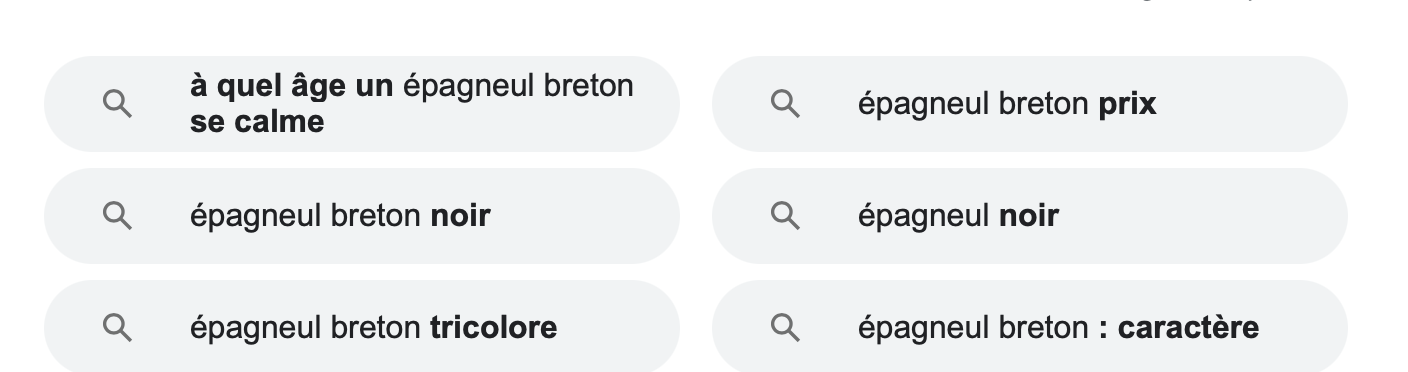 Screenshot des suggestions de questions de Google pour l'épagneul breton.