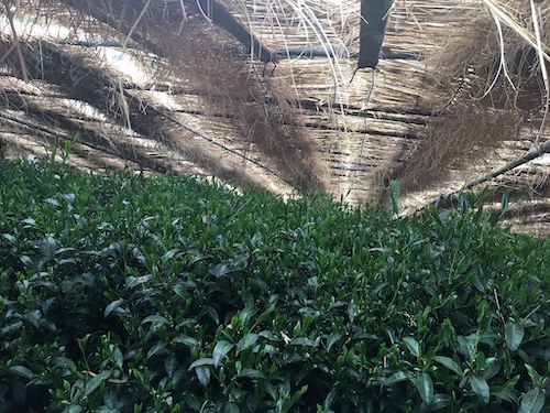 Image of shaded gyokuro tea plants.